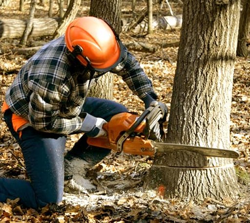 Tree Removal in Burlington, NC